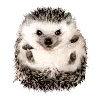 hedgehog