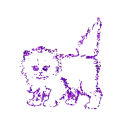 kitty