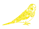 budgie