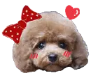 poodle