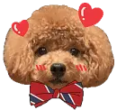 poodle