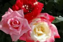 roses