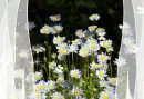 daisies