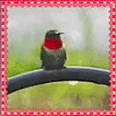 hummingbird