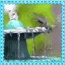 hummingbird