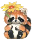 raccoon