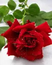 red rose