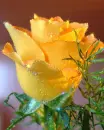 yellow rose