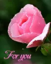 pink rose for you