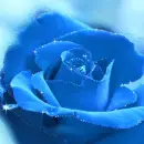 blue rose