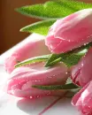 pink tulips