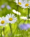 white daisies