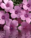 purple flowers