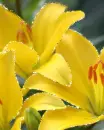 yellow lilies