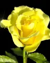 yellow rose