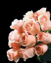 peach roses