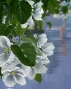 white flowers