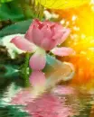 pink water lily
