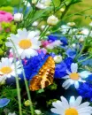 daisies