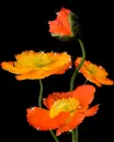 orange flowers