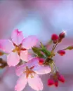 pink flowers