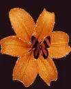 orange flower