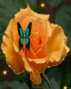 orange rose