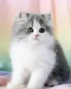 kitten