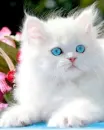 blue eyes