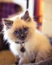 kitten