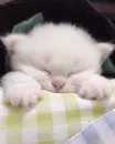 sleeping