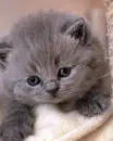 kitten