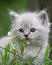 kitten