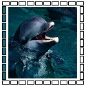 dolphin