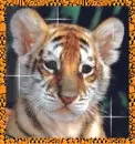 tiger cub
