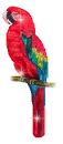 parrot