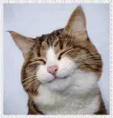 smiling cat