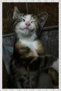 smiling cat