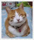 smiling cat