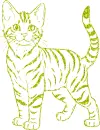 cat