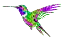 hummingbird