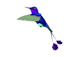 hummingbird
