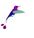 hummingbird