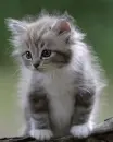 kitten
