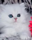 kitten
