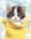 kitten