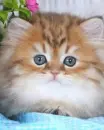 kitten