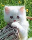 kitten