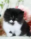 kitten