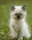 kitten